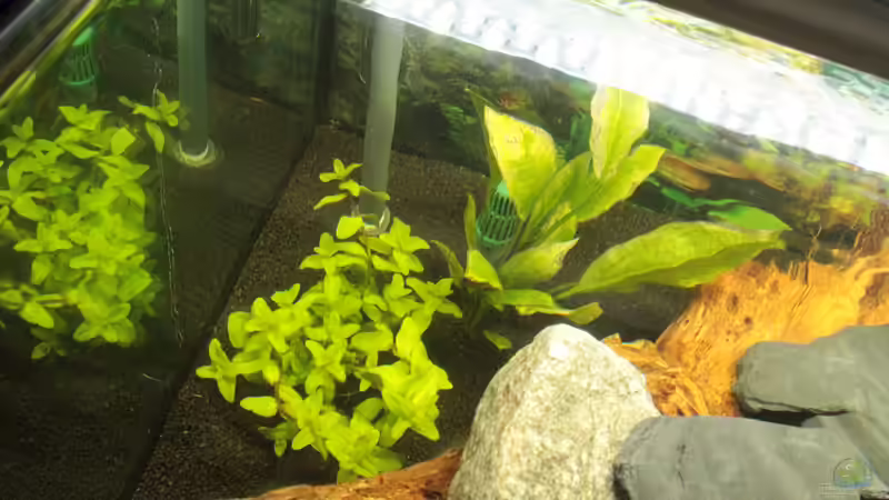Links die Bacopa Caroliniana und rechts davon die Echinodorus Bleheri von Didi Don (4)