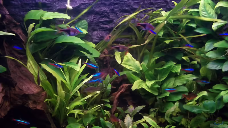 links die große Wurzel von Niko P. (20)