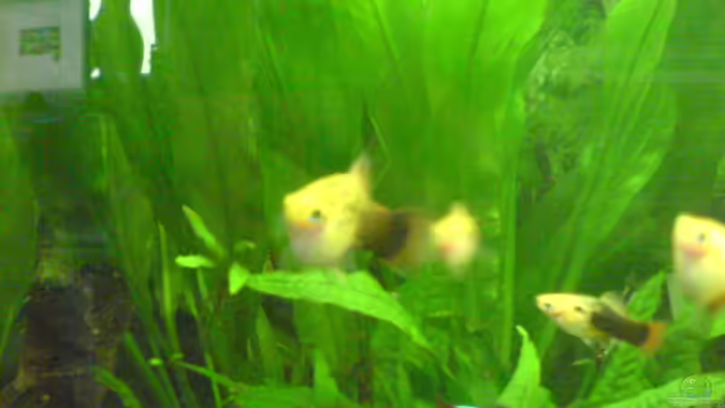 links die Mutter aller 13großen und aller kleinen Babys (Die mutter heißt Whitey von Dornauge xxl (35)