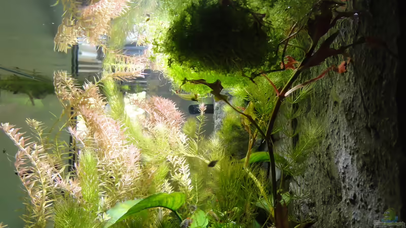 Rotala macranda im Aquarium (Einrichtungsbeispiele mit Rote Rotala)