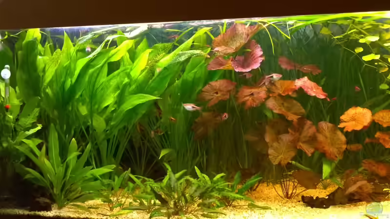 Links Echinodorus , daneben Nymphea rot von Hans-Walter Bandt (18)