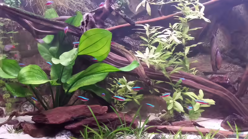 links Echinodorus Dschungelstar Nr.2, rechts Wasserfreund von Andy Weiss (14)