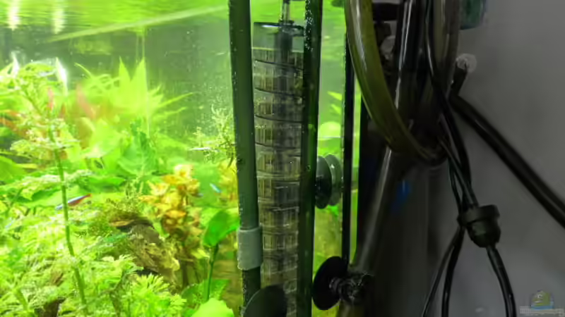 links Filtereinlass JBL250, mitte CO2 Reaktor, rechts 2x Filterausströhmer 1x oben knapp unter der Wasseroberfläche und 1x flächig neben dem CO2 Reaktor (langes Rohr mit Löchern)  von Pogobeer (23)