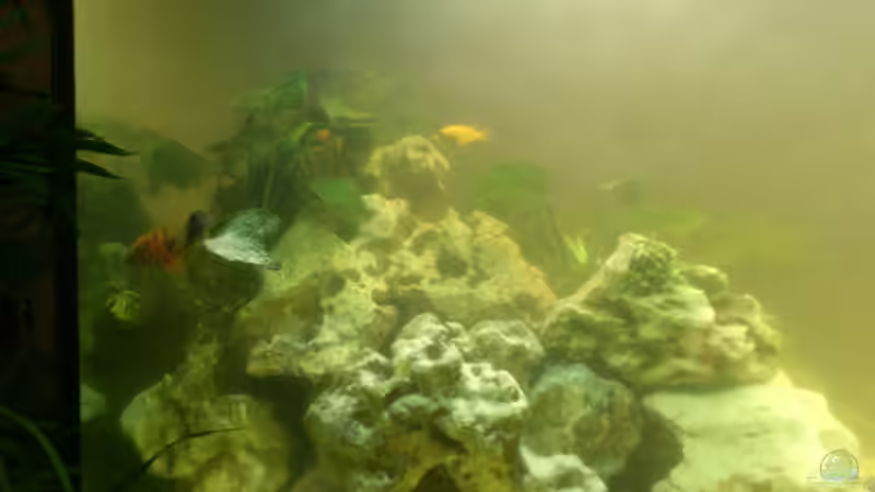 Links hinten von Alsi (52)