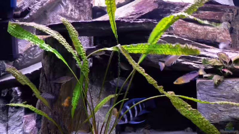 Links (Höhlen) von Baeltes (6)