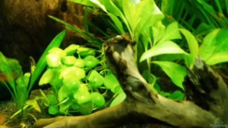 links:Hydrocotyle Verticillata, rechts:Nomephila Siamensis von MADNESS1.0 (8)