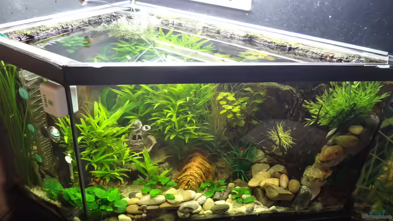 Links im Eck einlauf - hinten im Eck überlauf in den Außenfilter im Unterschrank von mcfly (49)