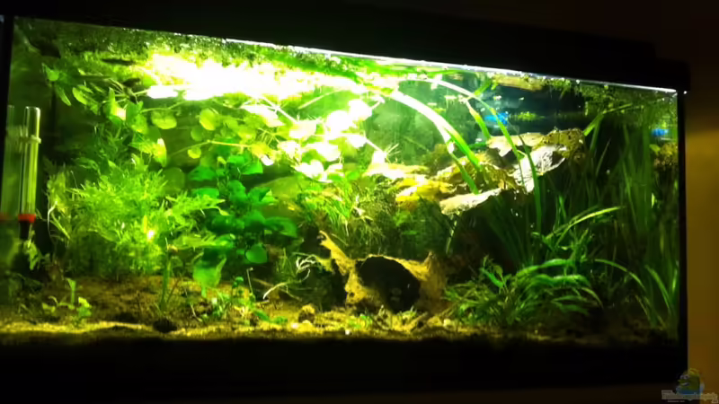 links im Hintergrund nun Hygrophila difformis, daneben meine Anubias barteri frisch versetzt. Im rechten Vordergrund zwischen den Vallisnerien direkt an der Frontscheibe ein kleiner Ableger microsorium pteropus widelov. Dahinter der rote Tigerlotus von Caricciola (10)