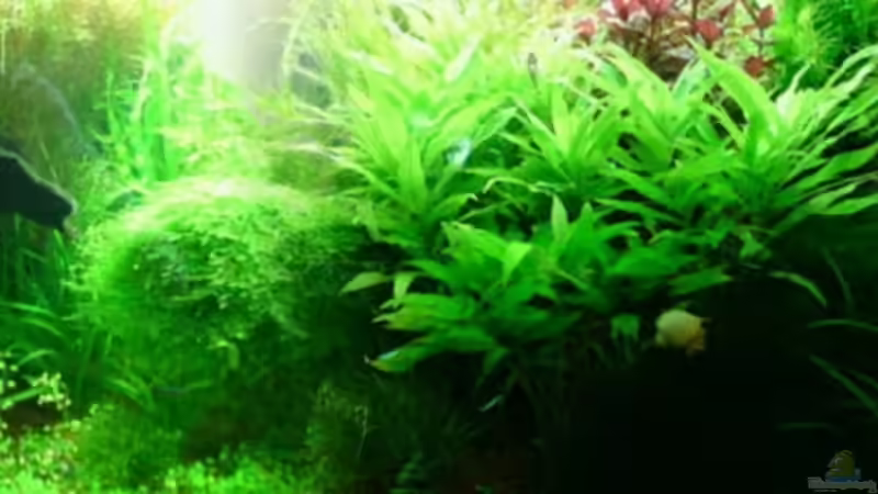 Links is es irgendwie ein bischen leer!!   Der Indische Wasserfreund will nich so von Andreas Morawietz