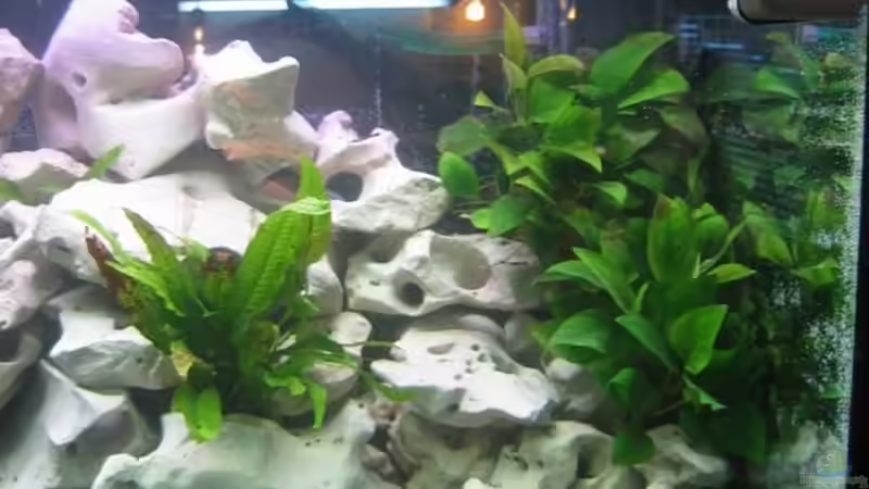 Links Javafarn, rechts Anubias barteri von Qthree (6)
