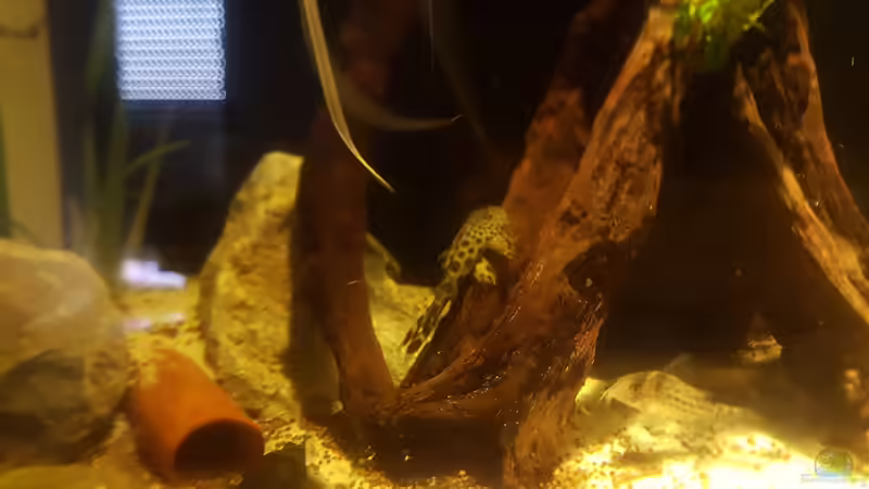 Links L 183 und auf der Wurzel L 75  von Kevin Fruhen (17)