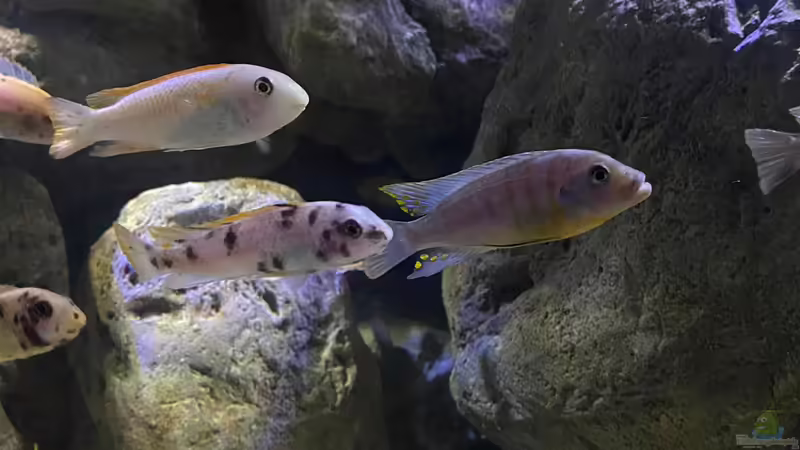 Einrichtungsbeispiele für ein Aquarium mit Labeotropheus trewavasae (Schabemaulbuntbarsch)