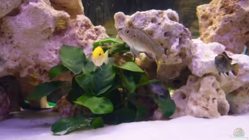 *links* Labidochromis Yellow, *Mitte* Pseydotropheus Flavus Weibchen; *Rechts* Preusdotropheus von Cichli (3)