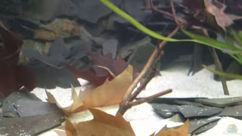 Links Laichplatz, rechts eine der Höhlen für die Garnelen von Ferolikum (2)