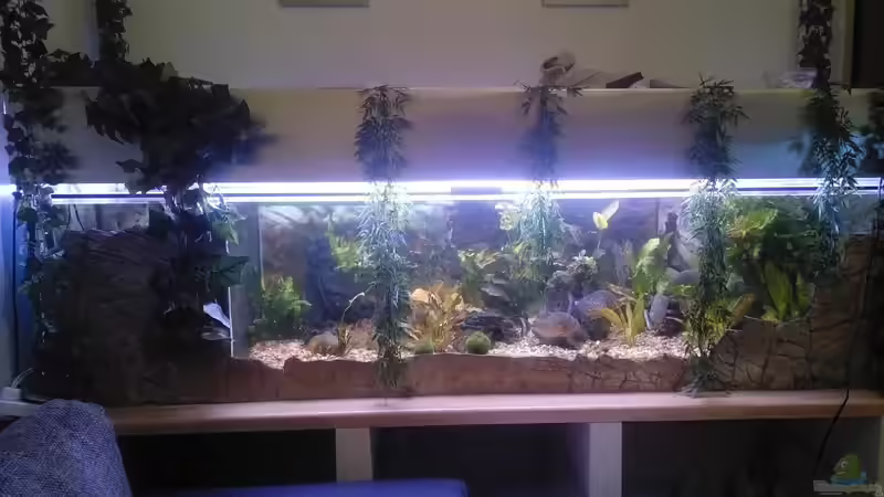 Links leider den HMF zu groß Dimensioniert und Platz verschenkt von Serrasalmus nattereri (2)