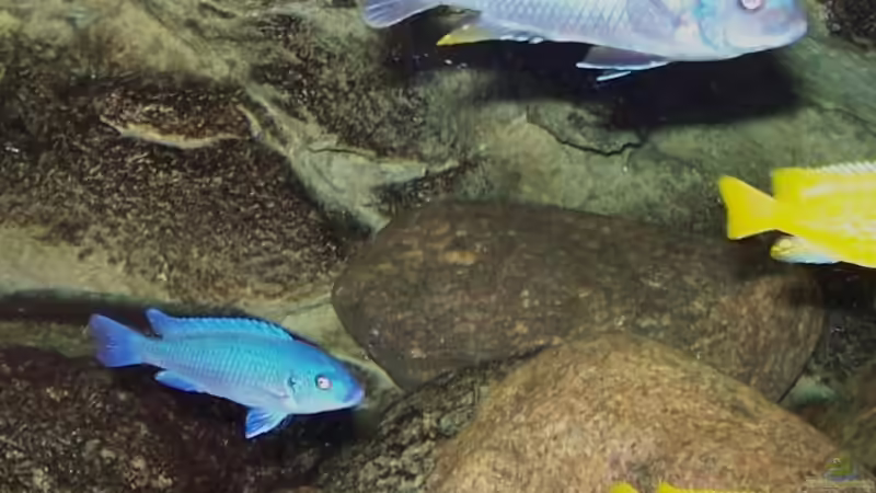 links M.calainos,oben M.msobo magunga bock ,rechts M.msobo magunga weibchen von Rene Sarink (23)