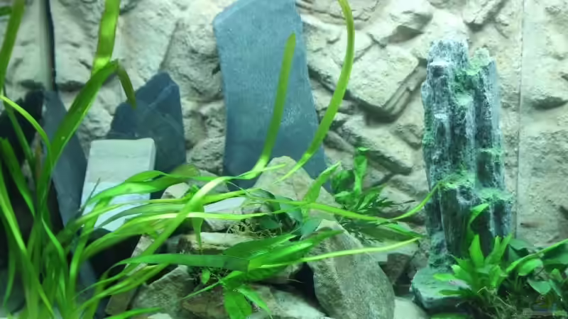 links mit angeschalteter Strömungspumpe von fisch (5)