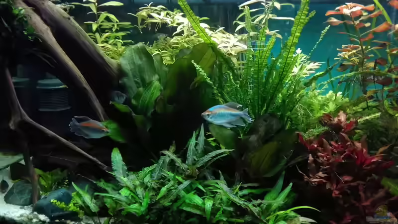 links mit Wurzelunterstand 15.9.18 von Grünhexe (44)