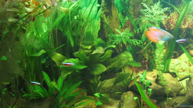 Links-Mitte 25.06.13 von Zodiack (16)