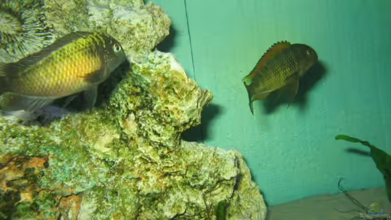 LINKS MUPULUNGU RECHTS KACHESE RED von Marvin Michel (20)