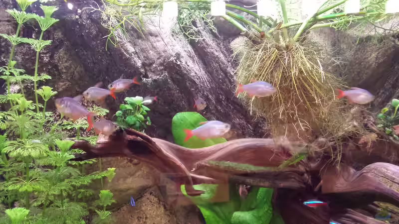 Links Myriophyllum mattogrossense, Mitte Anubia auf Wurzel, rechts Hygrophila difformis von Andy Weiss (15)