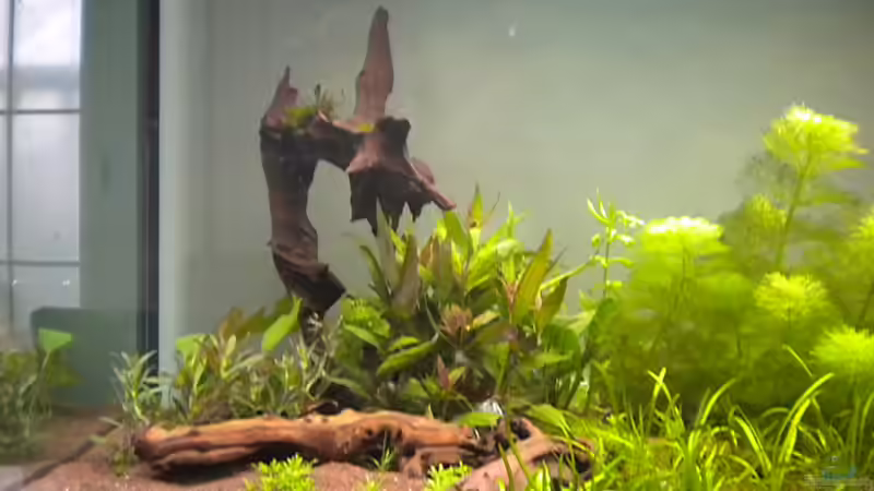 links nach Neueinrichtung von Schmausi (8)