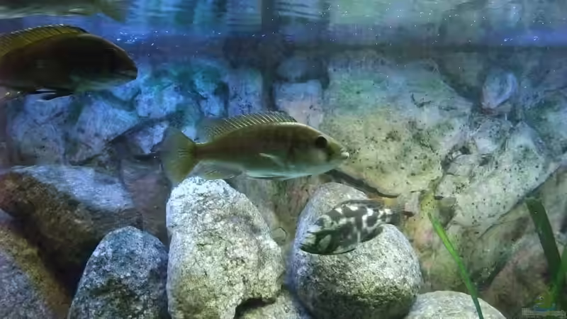 links oben: calliptera bock, mitte calliptera weib, drunter livingstoni weib von Danny Mätzke (6)