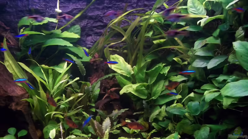 links oben blüht die Anubias von Niko P. (12)