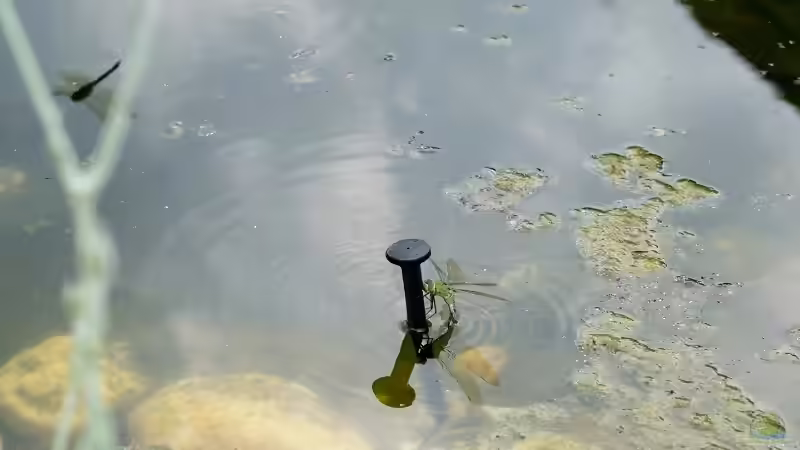 Links oben der Schatten des Vierflecks (Libellula quadrimaculata) im Anflug an die Eierlegende Große Königslibelle (Anax imperator) 19.06.2019 von Acki50 (76)