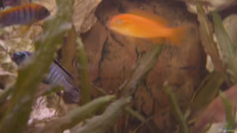 links oben red top männl, drunter zebra männl und in der mitte zebra weibl von breakfastklubber (19)