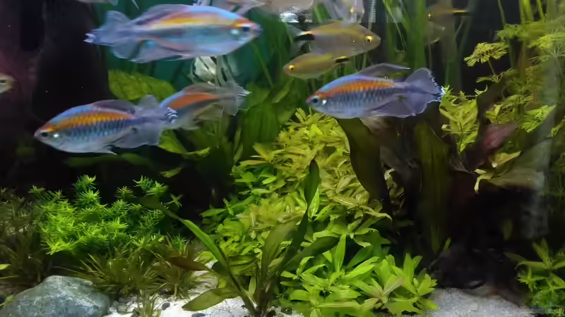 links Rotalla green, daneben Hygrophila und Echinodorus Red Camäleon, davor klein Green Camäleon, hinten Ozelot von Grünhexe (137)