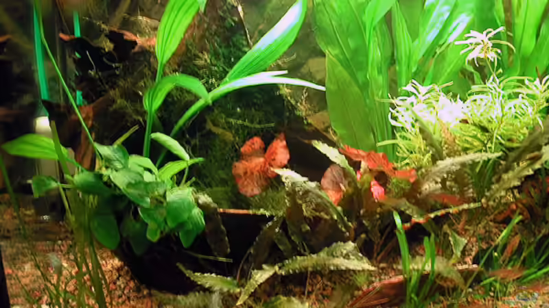 links Seite von Oliver Altorfer (2)