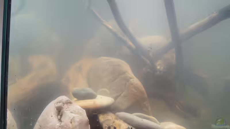 links seitlich von Rootsman (14)