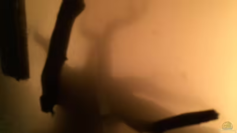 links (trüb nach auffüllen ->Schlecht, Filter aus!)  von Ayahuasca (131)