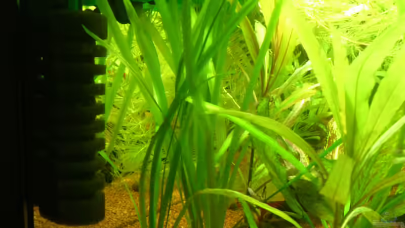 links Vallisnerie  rechts: Hygrophila corymbosa Siamensis von Stephan Groß (8)