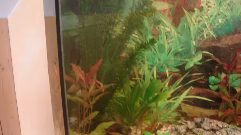 links von aquaman29 (4)