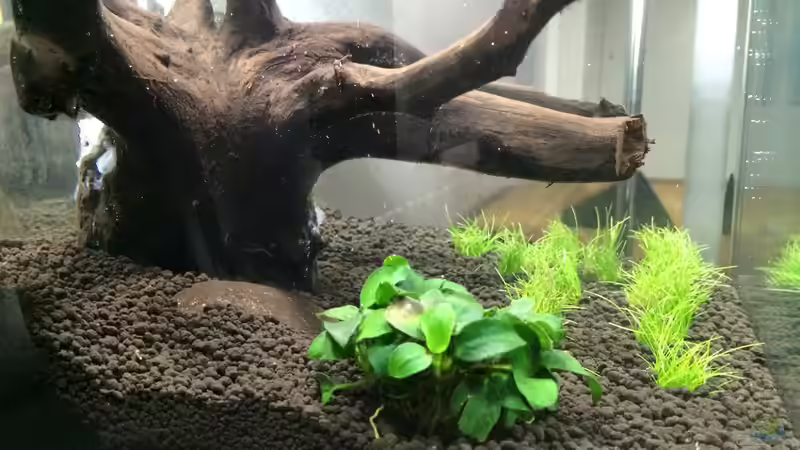 links von Ayahuasca (83)