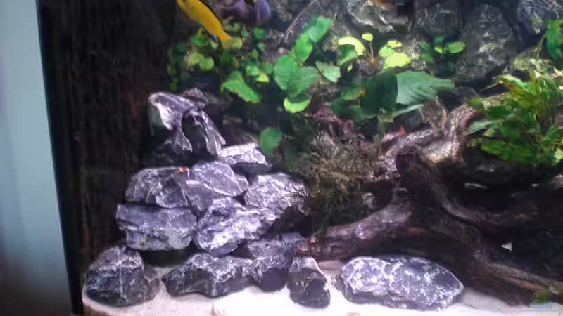 links von bl@cky is b@ck (9)