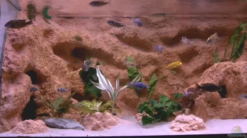 links von blume007 (2)