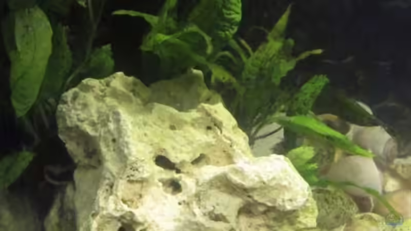 links von cammarus (2)