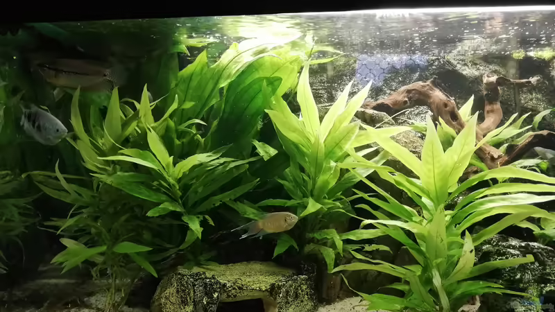 links von Chinese Inai (3)