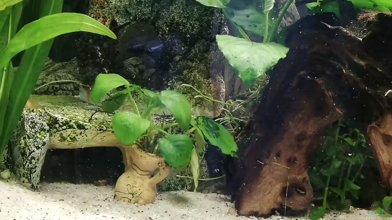 links von Chinese Inai (9)