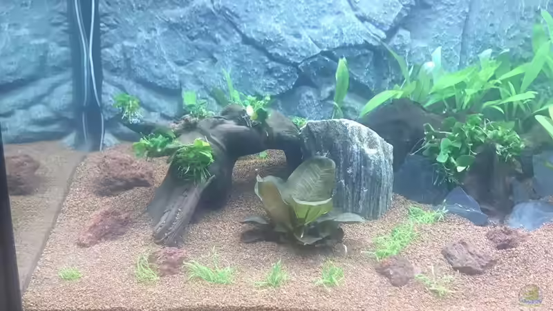 Links von Chris Bert (2)