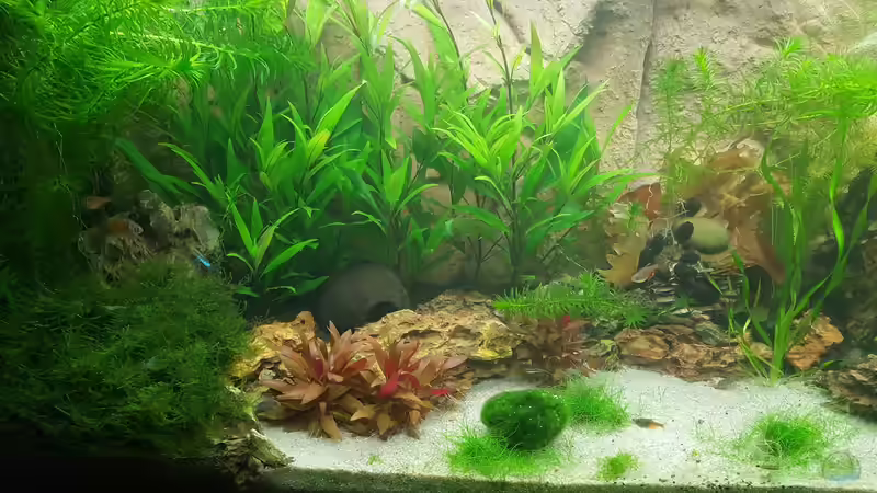 Links von Chris-BluBB (3)