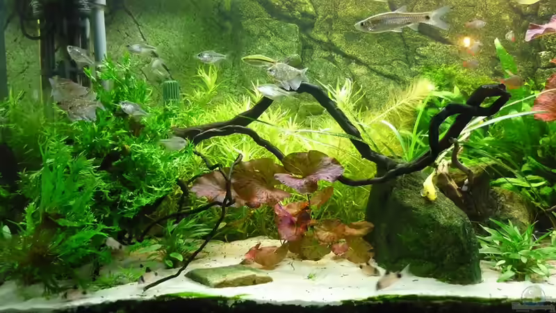 links von Christiane Feldmann (14)