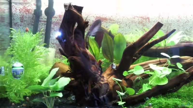 links von crayfish79 (4)