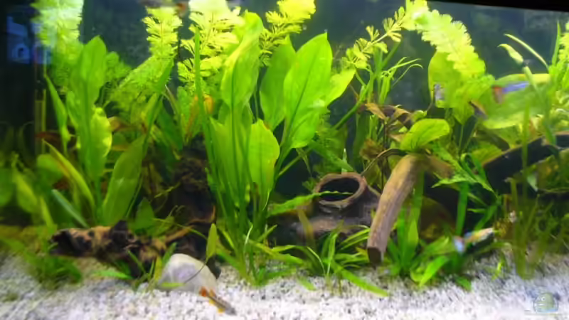 links von Daniela Rathgeb (2)