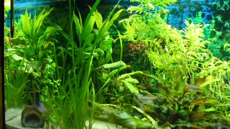 links von DerWolf (2)