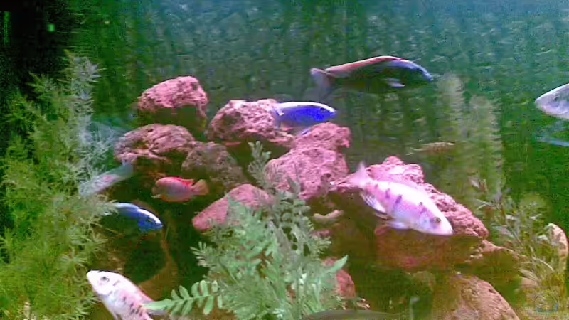 links von dimmifan (3)