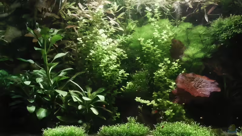 links von Dschinn (6)